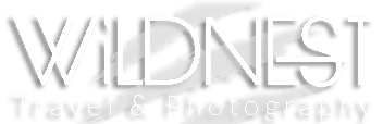 Website Logo