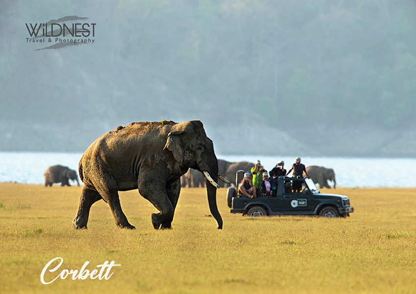 Wildnest  Into the Wild: Essential Tips for Wildlife Safari in India